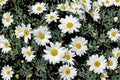 Creeping Daisy Seeds Chrysanthemum paludosum White Yellow Ground Cover Annual Flower for Borders & Garden Beds