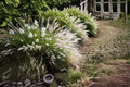 Fairy Tails Fountain Grass – Pennisetum orientale ‘Fairy Tails’ Live Perennial Plant