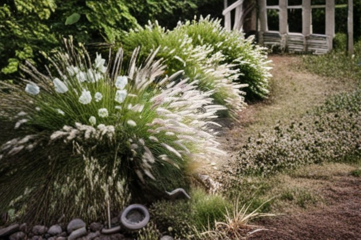 Fairy Tails Fountain Grass – Pennisetum orientale ‘Fairy Tails’ Live Perennial Plant