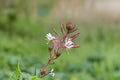Biennial Beeblossom Seeds Gaura biennis White Pink Wildflower Native Garden Seeds, 10 Pack