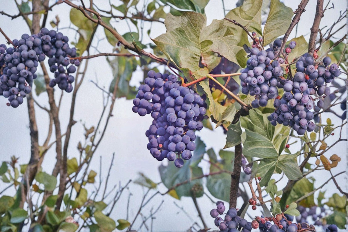 Concord Grape 6 Cuttings – Vitis labrusca Fruit Vine for Propagation
