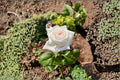 White O’Hara Rose Live Plant – Fragrant Long Lasting Cut Rose
