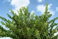 Wax Myrtle Live Plant – Evergreen Privacy Screen Shrub for Year-Round Greenery