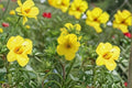 Goldfinger Potentilla Plant – Potentilla fruticosa ‘Goldfinger’ Yellow Flowering Shrub