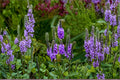 Hoary Vervain Seeds - Native Perennial Wildflower - Purple Verbena stricta - Pollinator Garden Meadow Plant - 100 Seeds