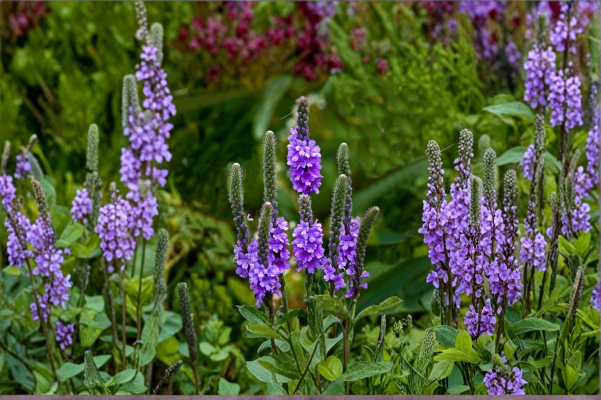 Hoary Vervain Seeds - Native Perennial Wildflower - Purple Verbena stricta - Pollinator Garden Meadow Plant - 100 Seeds