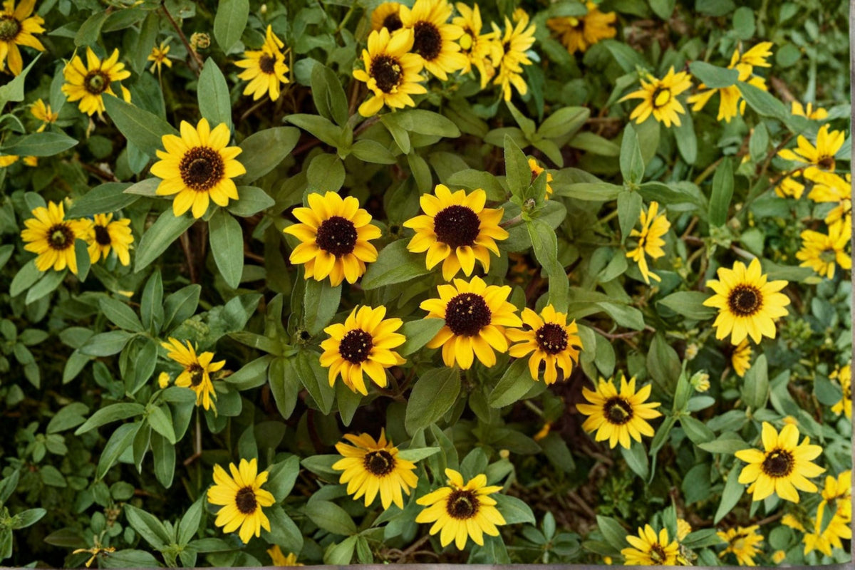Creeping Zinnia Seeds Sanvitalia Procumbens Yellow Ground Cover Annual Flower for Borders & Gardens