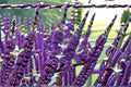 Purple Butterfly Bush 7 Cuttings – Buddleja davidii Propagation Shrub