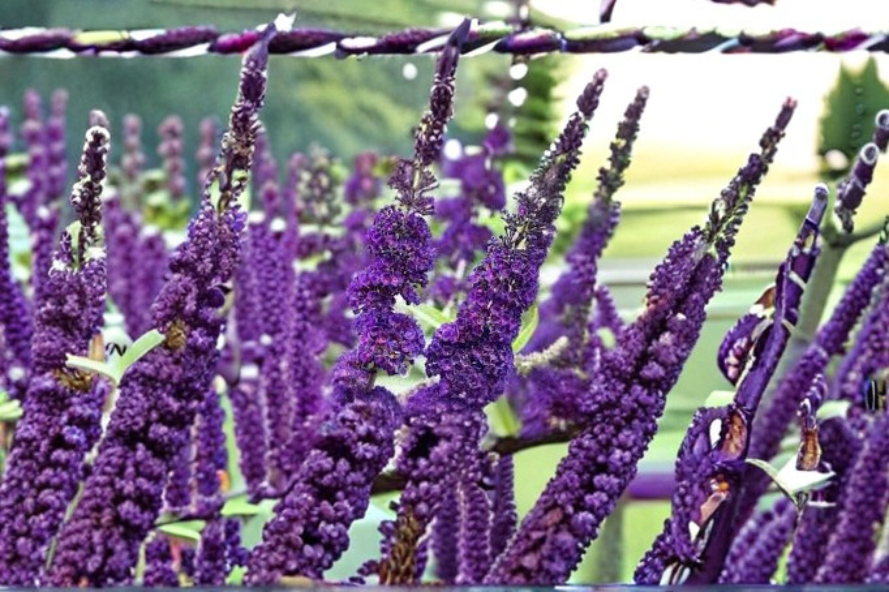 Purple Butterfly Bush 7 Cuttings – Buddleja davidii Propagation Shrub