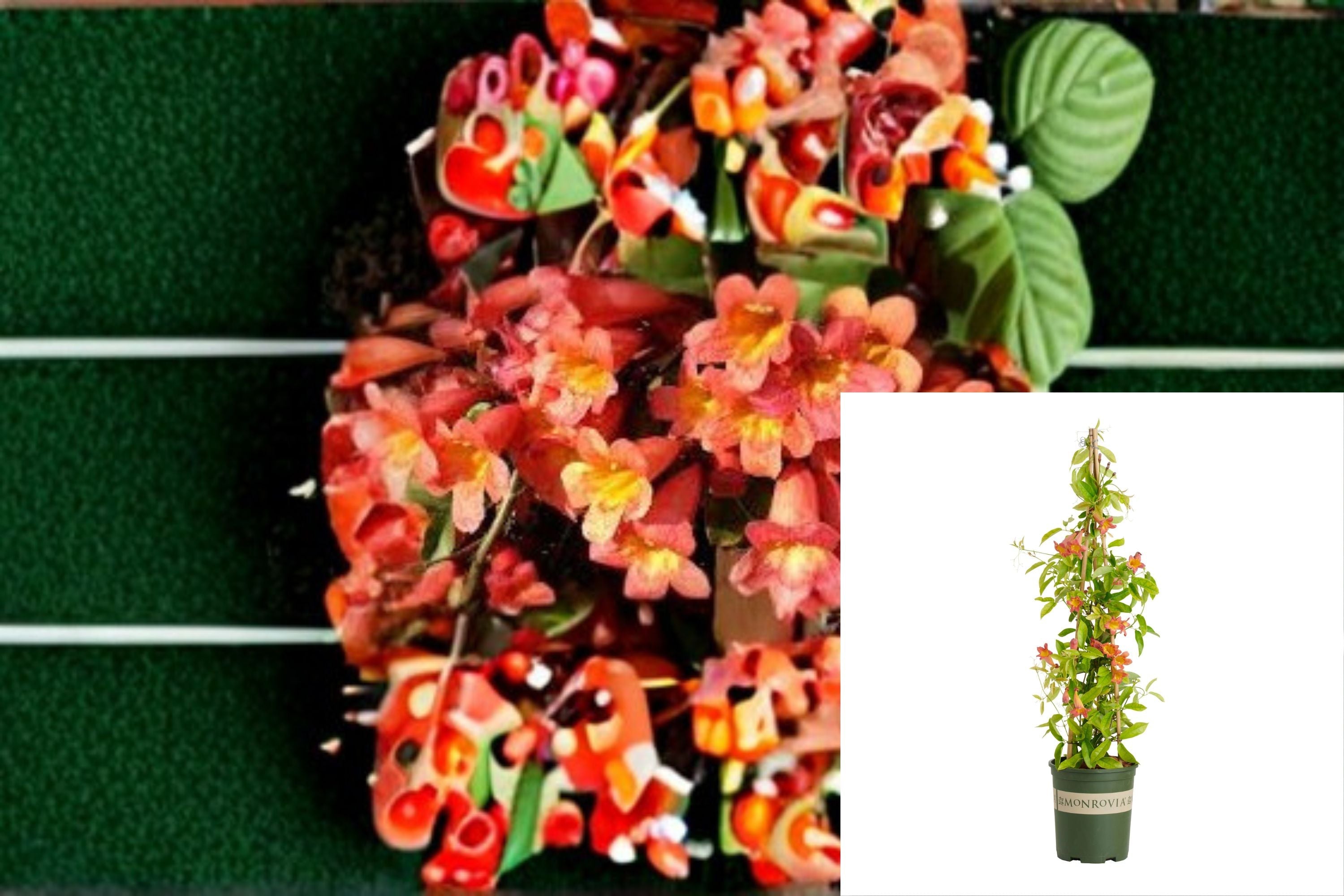 Tangerine Beauty Crossvine Plant – Bignonia capreolata Flowering Vine