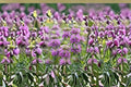 Lemon Mint Seeds, Monarda citriodora, Purple Wildflower, Fragrant Garden Plant, Pollinator Friendly, 100 Seeds