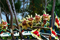 Fragrant Wintersweet Seeds - Chimonanthus praecox Yellow Winter Flowering Shrub for Garden Planting, 10 Seeds