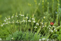 White Vervain Seeds Verbena urticifolia Perennial Wildflower for Pollinator Gardens