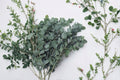 Eucalyptus 2 Plants – Baby Blue & Silver Dollar Evergreen Trees