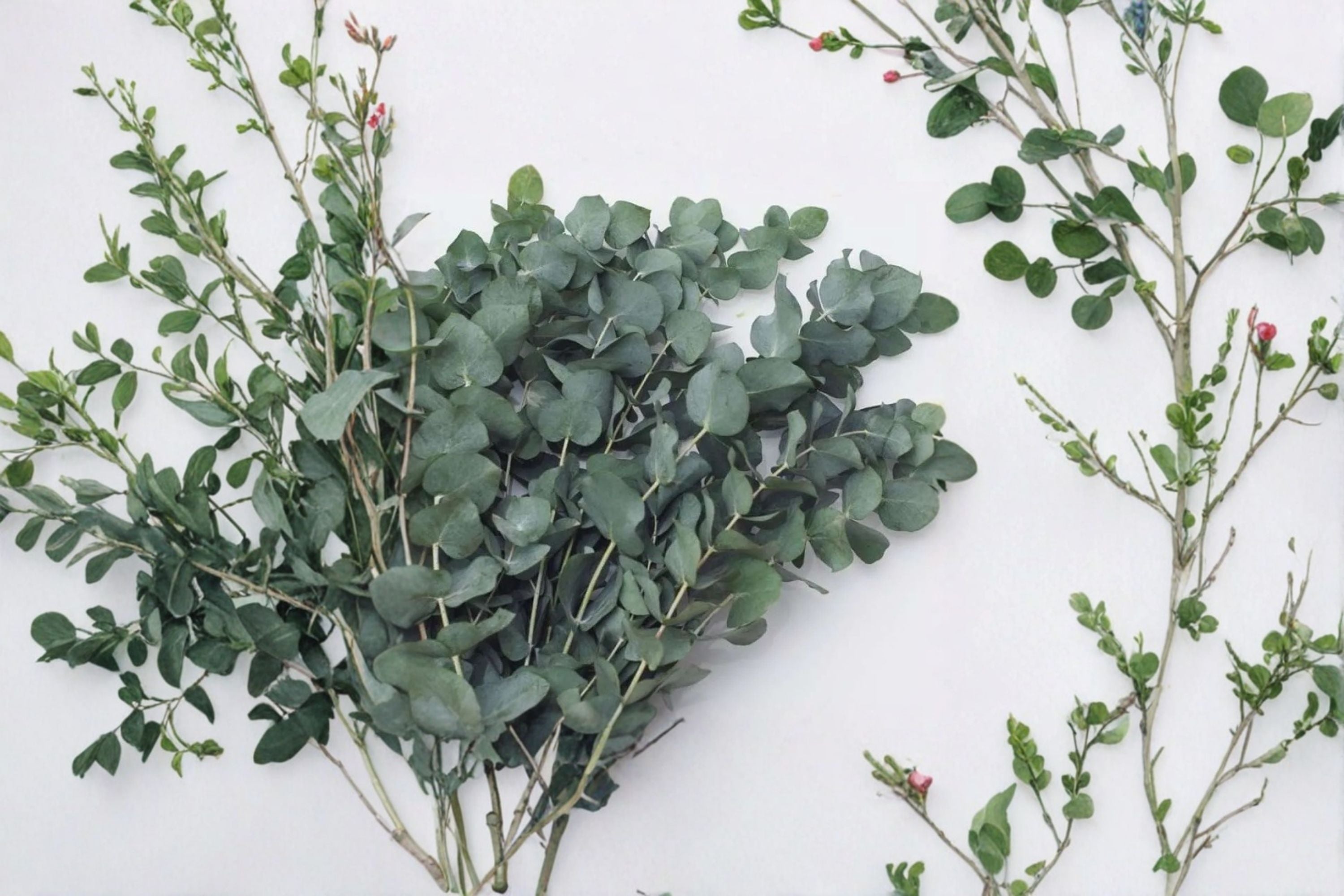 Eucalyptus 2 Plants – Baby Blue & Silver Dollar Evergreen Trees