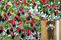 Illinois Everbearing Mulberry 8 Cuttings – Morus alba × rubra Hybrid Fruit Tree
