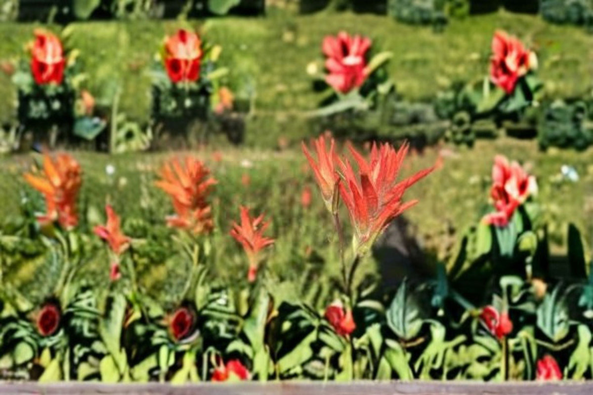Aspen Paintbrush Seeds Castilleja miniata Wildflower Native Plant Seeds for Wildflower Gardens, 300 Seeds