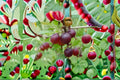 Pixwell Gooseberry Plant – Ribes uva-crispa Deciduous Fruit Shrub