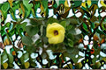 Yellow Hibiscus Seeds - Hardy Rose of Sharon, Ornamental Shrub, Hibiscus hamabo, Garden Plant Seeds, 10 Seeds