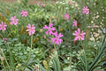 Nodding Catchfly Seeds Pink Wildflower Annual Ground Cover Silene pendula 100 Seeds