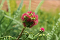 Small Burnet Seeds Sanguisorba minor Green Foliage Perennial Garden Plant for Borders & Meadow Planting