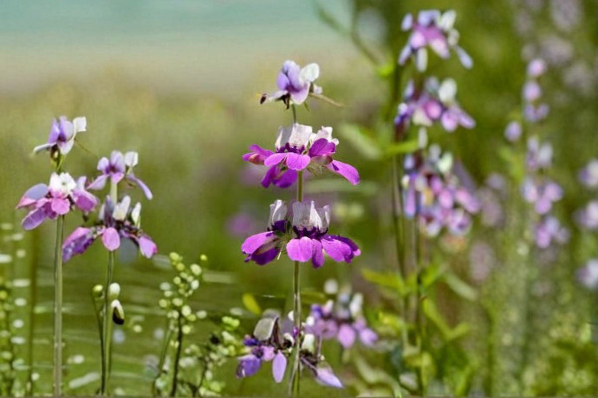 Chinese Houses Seeds Collinsia heterophylla Purple White Wildflower - Annual Garden Flower Seeds, 100 Pack