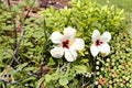 Woolly Rose Mallow Seeds, Pink Hibiscus, Native Perennial Wetland Plant, Hibiscus lasiocarpos, 25 Seeds