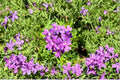 Moss Verbena Seeds | Purple Ground Cover Annual Flower | Verbena tenuisecta | Easy to Grow Garden Seeds