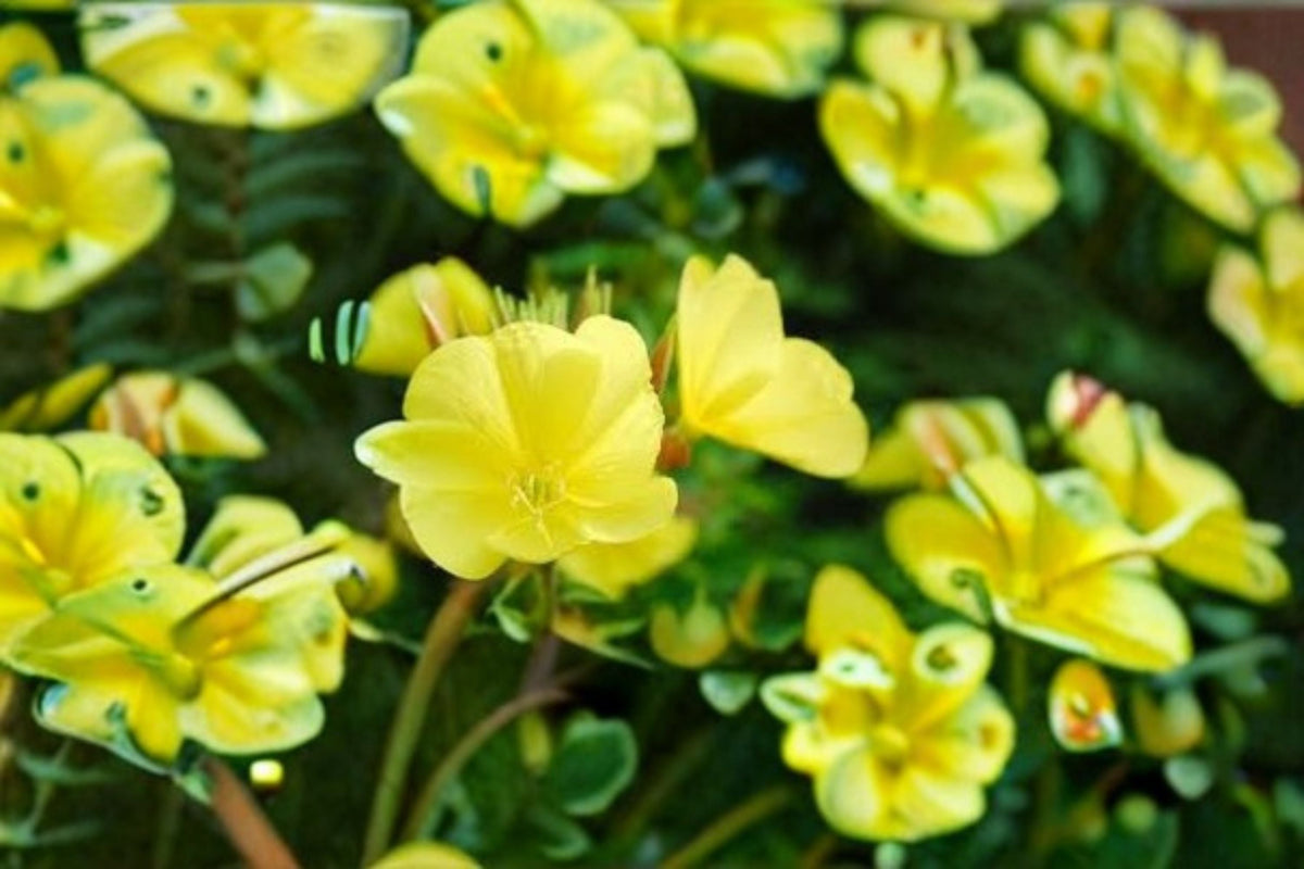 Evening Primrose Seeds - Yellow Wildflower, Oenothera biennis, Garden Planting, 100 Seeds