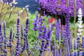Blue Sage Seeds Salvia farinacea Purple Flowers Annual Perennial Garden Border Plant 100 Seeds