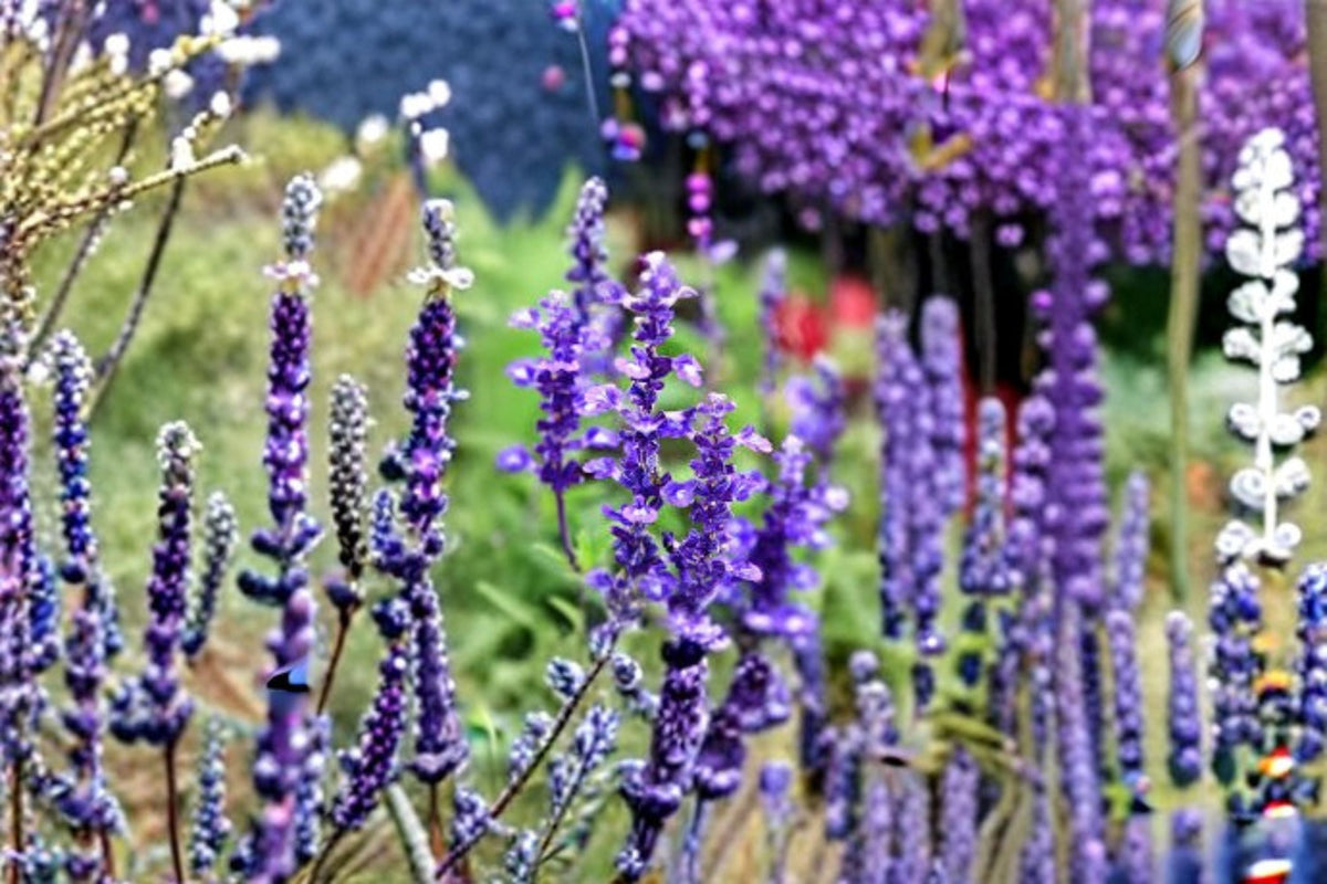 Blue Sage Seeds Salvia farinacea Purple Flowers Annual Perennial Garden Border Plant 100 Seeds