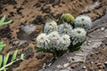 Empress Rocket Candytuft Seeds, White Flower, Iberis amara, Annual Garden Planting, 100 Seeds