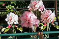 Double Pink Rose of Sharon Plant – Hibiscus syriacus Flowering Shrub