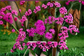 Pink Wildflower Seeds - Silene armeria, Annual Catchfly, Garden Border, Meadow Plant, 100 Seeds