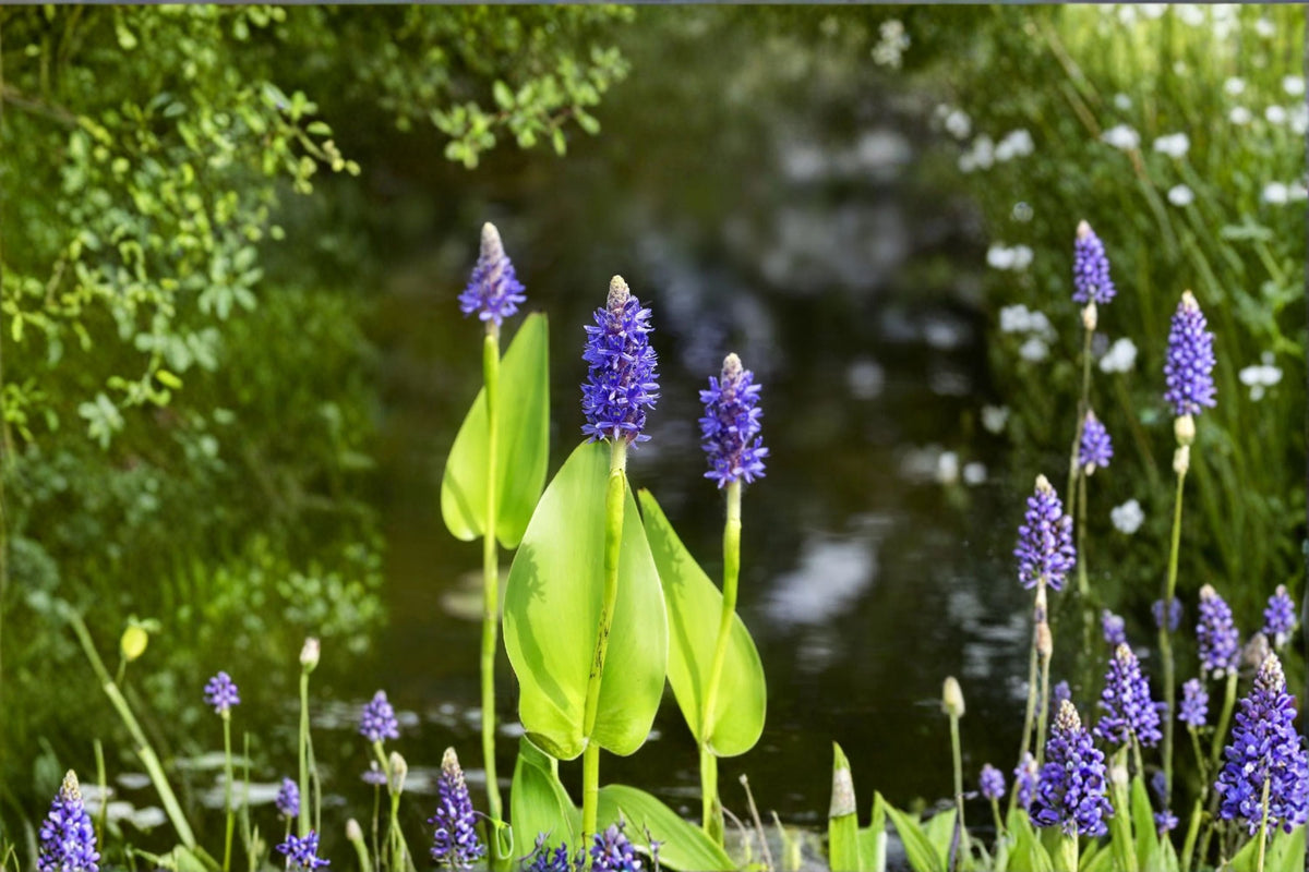 Pickerel Weed Seeds - Pontederia cordata Native Aquatic Pond Plant with Purple Flowers, Water Garden, Marginal Water Plant, 10 Seeds