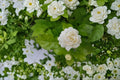 Grand Duke of Tuscany Jasmine Plant – Jasminum sambac Evergreen Flowering Vine