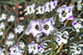 Bird’s Eyes Wildflower Seeds – Gilia tricolor Blue Purple White Annual Garden Meadow Plant, 100 Seeds