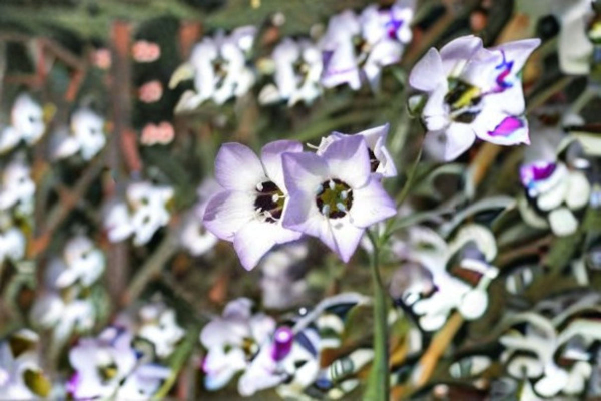 Bird’s Eyes Wildflower Seeds – Gilia tricolor Blue Purple White Annual Garden Meadow Plant, 100 Seeds