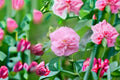 False Confederate Rose Seeds, Hibiscus paramutabilis, Pink & White Flowers, Ornamental Shrub, Garden Plant Seeds, 10 Pack