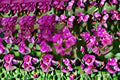 Fuchsia Bougainvillea 7 Cuttings – Bougainvillea spectabilis Tropical Climbing Vine