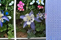 Rocky Mountain Columbine Seeds | Native Wildflower | Blue & White Flowers | Aquilegia caerulea | Perennial Garden Seeds