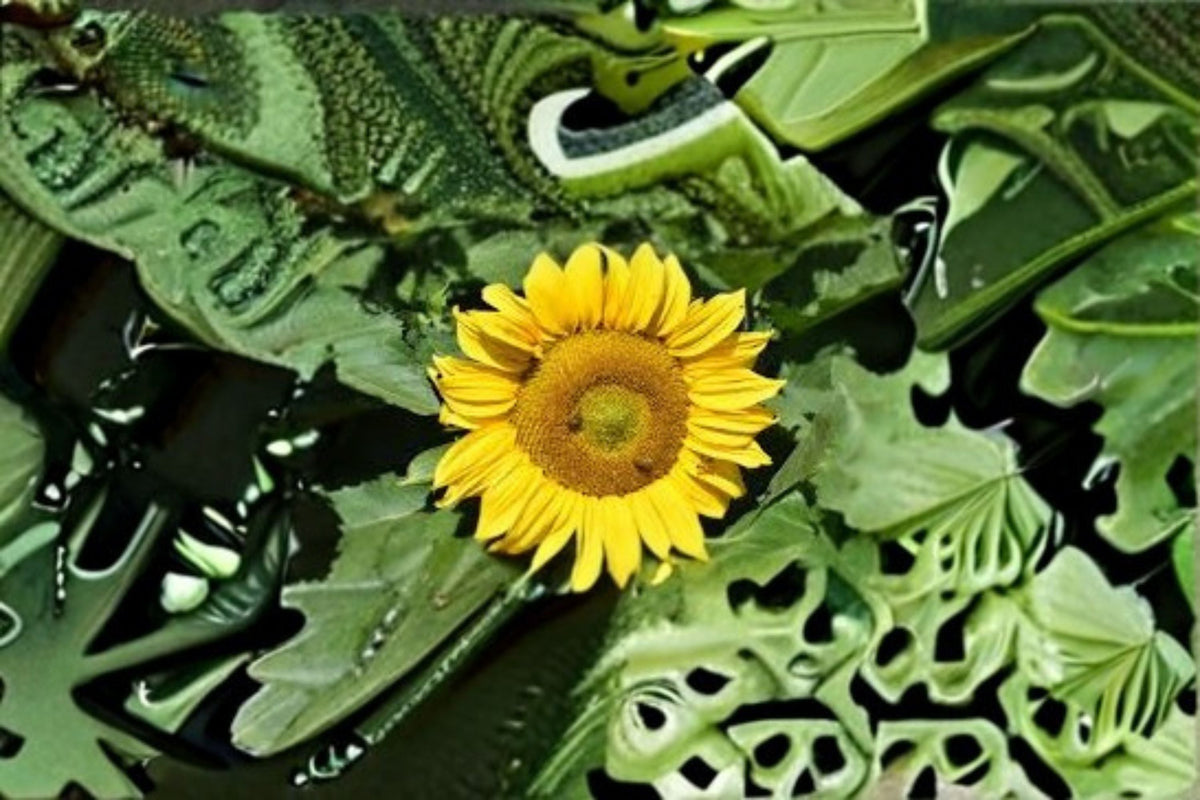 Sunspot Sunflower Seeds Dwarf Yellow Large Bloom Helianthus annuus for Garden, Border & Container, 15 Seeds