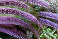 Butterfly Bush Buzz – Buddleja davidii Compact Flowering Shrub