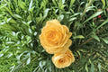 Julia Child Rose Live Plant – 1.5 Gal Floribunda Yellow Rose