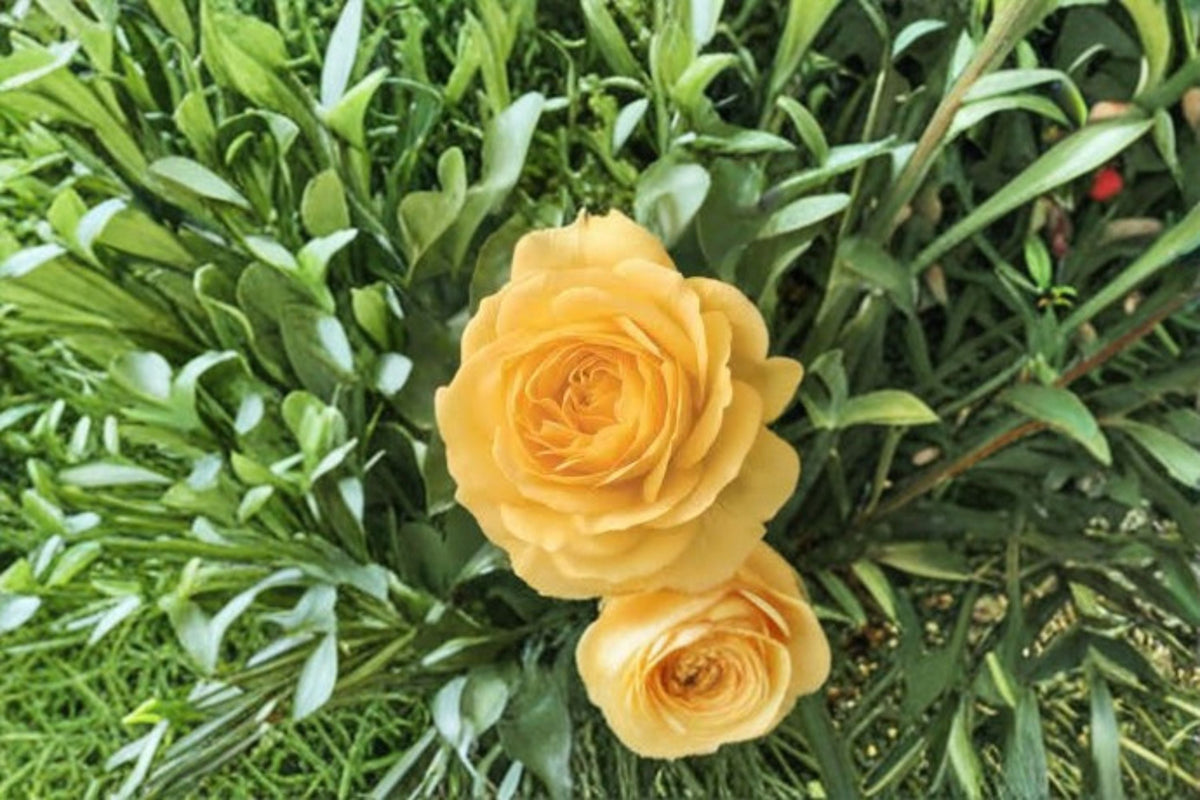 Julia Child Rose Live Plant – 1.5 Gal Floribunda Yellow Rose