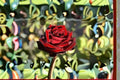 Black Pearl Rose 1 Plant – Rosa sp. | Shrub Rose for Garden Beds & Containers