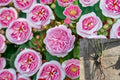 Olivia Rose Austin Rose Cuttings – Pink Shrub Rose Propagation Plant – Rosa ‘Olivia Rose Austin’