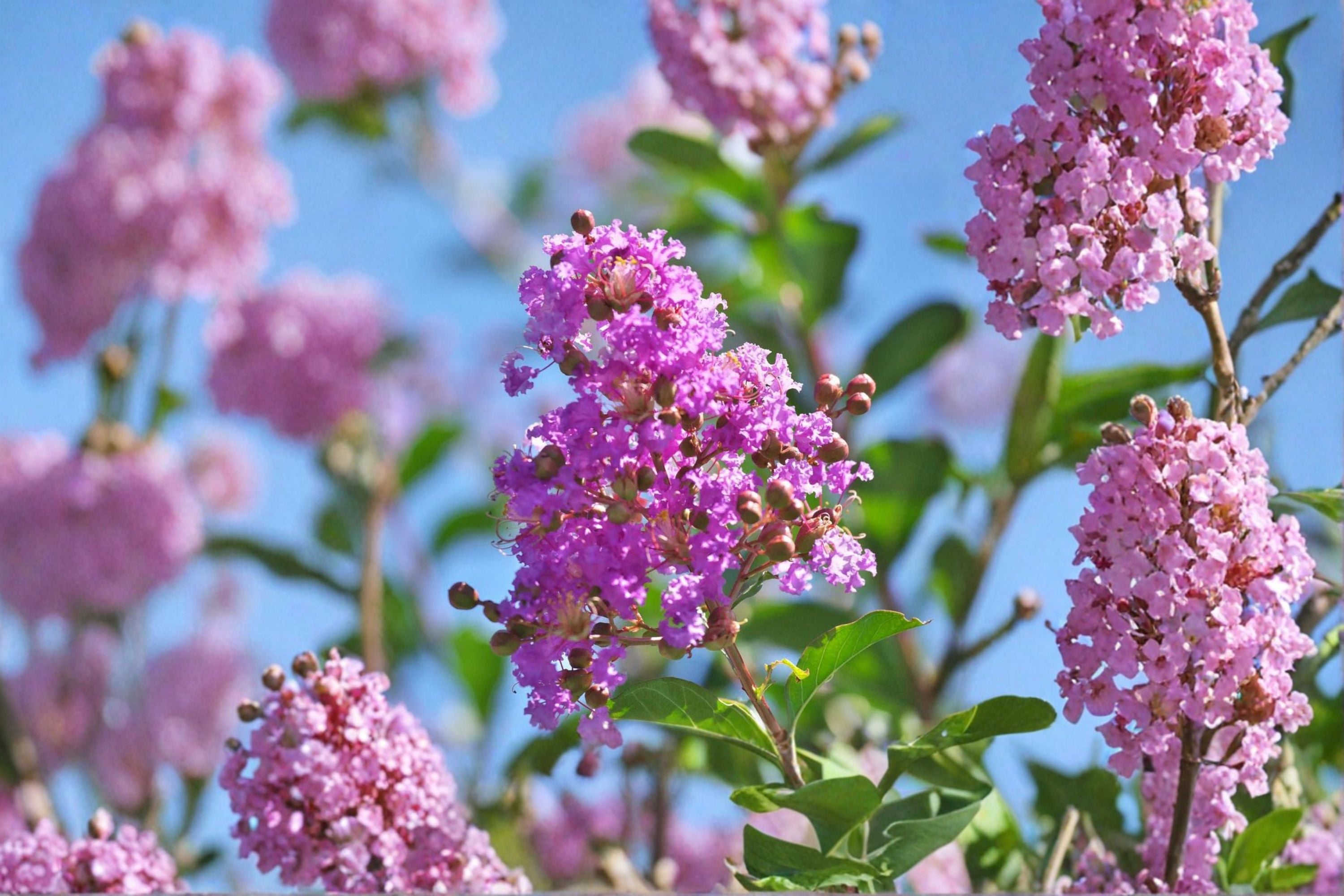Muskogee Crape Myrtle Live Plant – Lavender Flowering Tree for Landscape