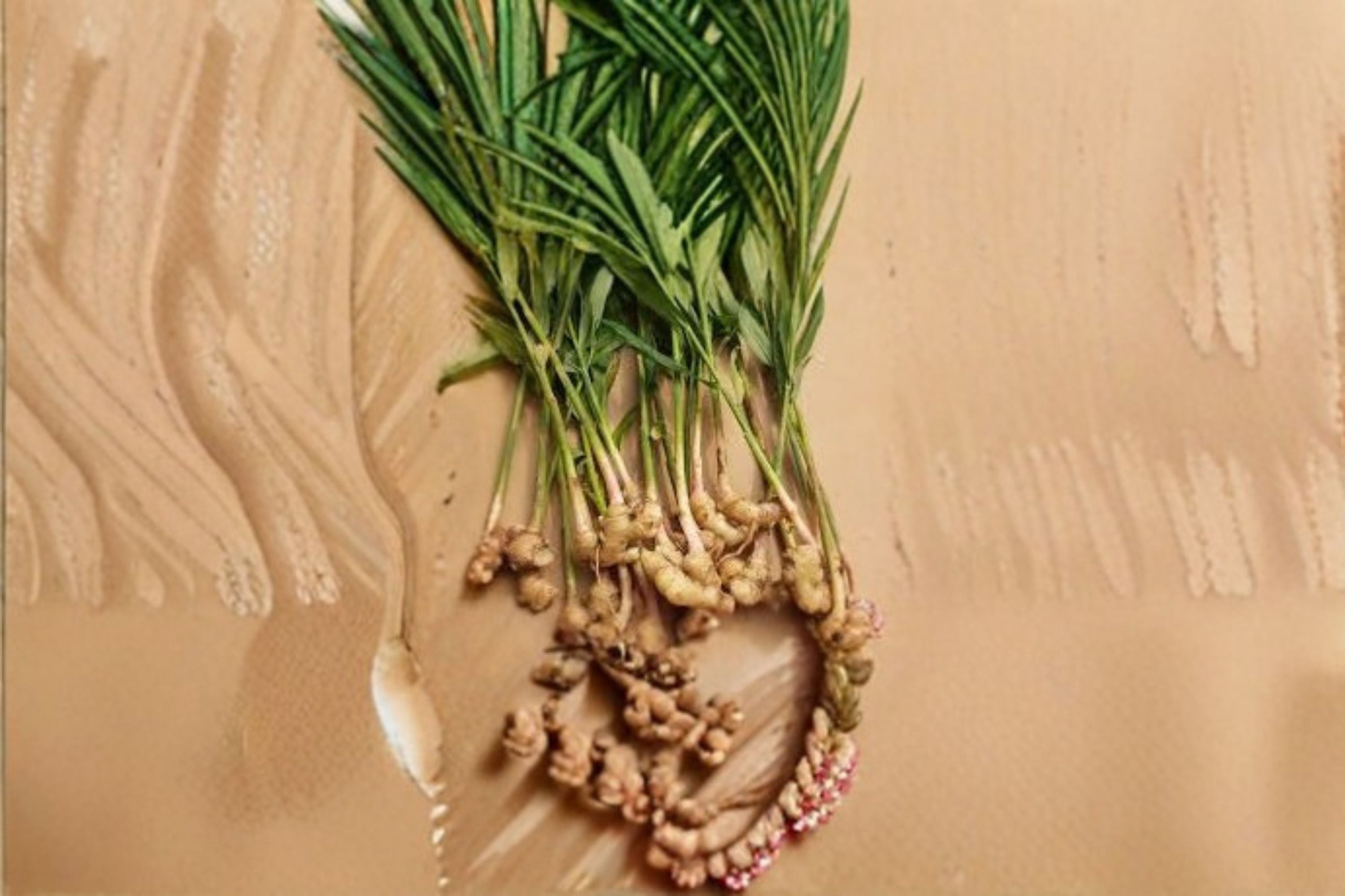 Ginger Live Starter Plant – Zingiber officinale | Edible Tropical Perennial