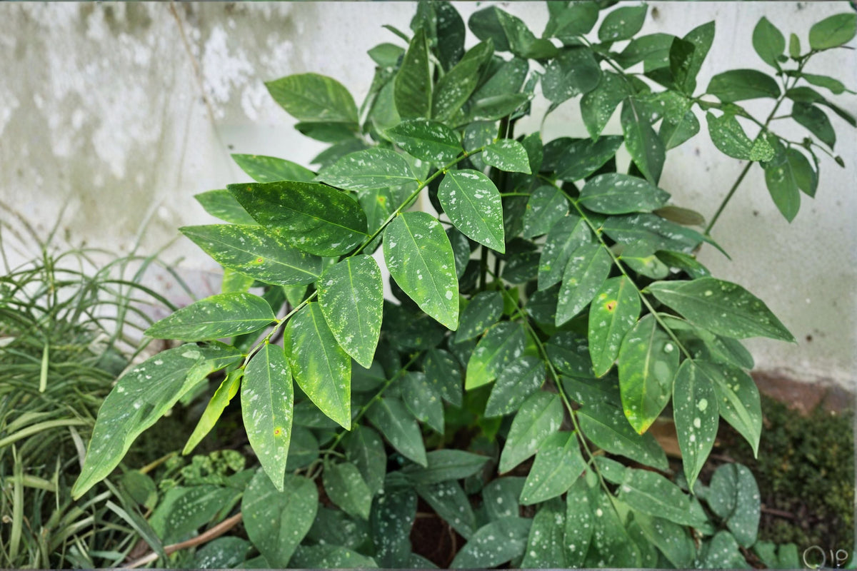 Katuk Cuttings Sauropus androgynus Edible Tropical Shrub for Propagation, 8 Pack